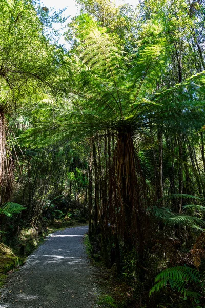 Tree ferns on walk to Lake Madison, New Zealand. The tree ferns are arborescent (tree-like)ferns that grow with a trunk  elevating the fronds above ground level, making them trees. Many extant tree ferns are members of the order Cyatheale