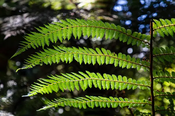 The tree ferns are arborescent (tree-like) ferns that grow with a trunk elevating the fronds above ground level, making them trees. Many extant tree ferns are members of the order Cyatheales