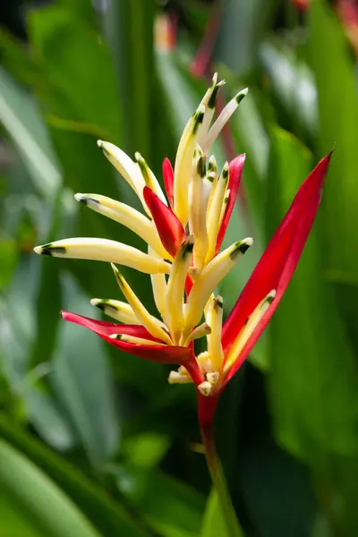 Heliconia,  is a genus of flowering plants in the monotypic family Heliconiaceae. Most of the ca 194 known species are native to the tropical Americas,