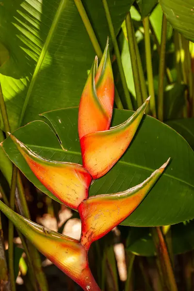 Heliconia,  is a genus of flowering plants in the monotypic family Heliconiaceae. Most of the ca 194 known species are native to the tropical Americas,