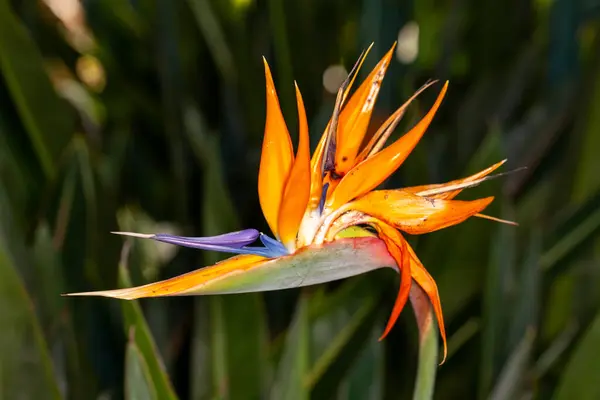 Strelitzia native to South Africa. The genus is named after Queen Charlotte of the United Kingdom. Also called the bird of paradise or as a crane flower. It is the floral emblem of the City of Los Angele
