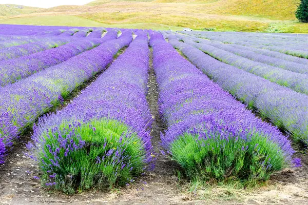 Yeni Zelanda, lavanta çiftliğinin cazibesi. Lavantanın hem tıbbi özellikleri hem de popüler bir kokusu vardır.