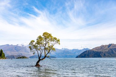Wanaka Ağacı, Yeni Zelanda 'nın Otago bölgesinde Wanaka Gölü' nün güney ucunda yer alan bir söğüt ağacı. Ağaç suda tek başına oturur ve turistler için Instagram fotoğrafları çekmek için popüler bir yerdir..