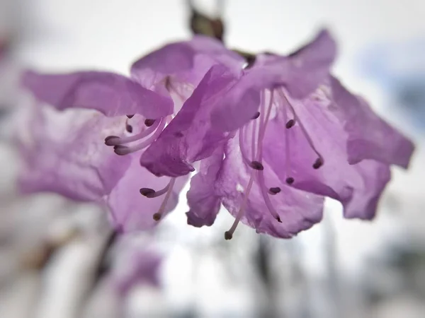 Rosa Rhododendron Blomma Makro — Stockfoto