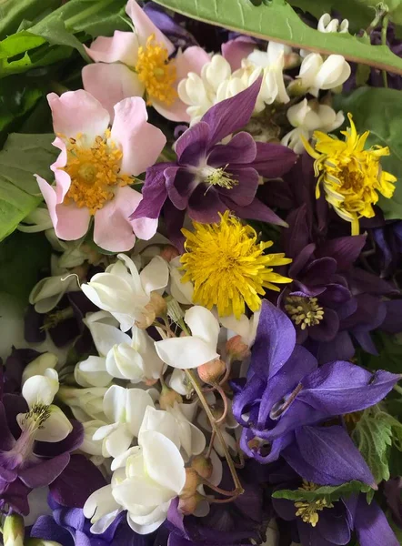 ดอกไม าหร บชา คอลเลกช นของสม นไพรยา — ภาพถ่ายสต็อก