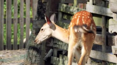 Çiftlikte yürüyen bir geyik.