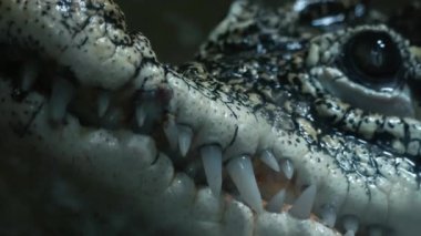 Dişli bir timsah sudan dışarı bakar ve göz kırpar.