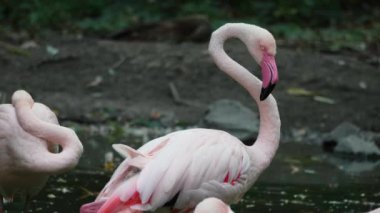Flamingo göldeki suda duruyor ve boynunu büküyor.