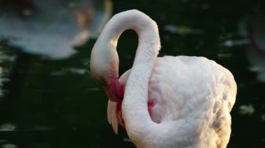 Flamingo göldeki suda duruyor ve boynunu büküyor.