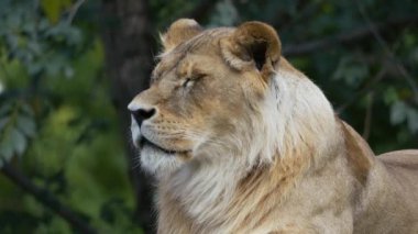 Büyük aslan gözlerini kısıyor ve bakıyor
