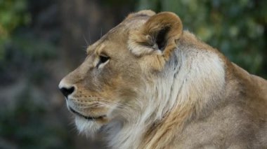 Büyük aslan başını çevirir.