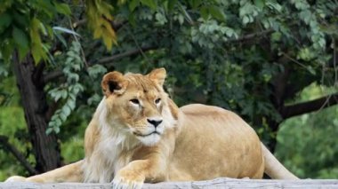 Büyük aslan kulaklarını oynatır ve başını çevirir.