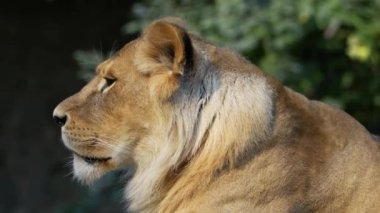Büyük aslan başını çevirir.