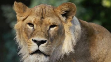 Büyük aslan gözlerini kırar ve gözlerinin içine bakar.