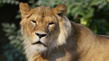 Büyük aslan gözlerini kırar ve gözlerinin içine bakar.