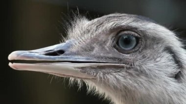 Nandu (Rhea) başını çevirir, yakın plan.