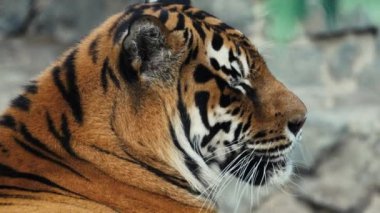 Büyük yetişkin bir kaplan esner ve arkasını döner.