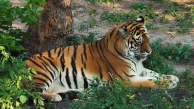 Büyük yetişkin bir kaplan ormanın ortasında oturur.