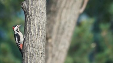 Ağaçtaki küçük bir ağaçkakan etrafına bakar ve bir gövdenin arkasına saklanır.