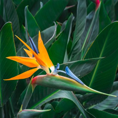 Cennet kuşu çiçek yakın görünüm