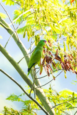 Amazona albifronları ya da ağaçtaki beyaz önlü amazonlar