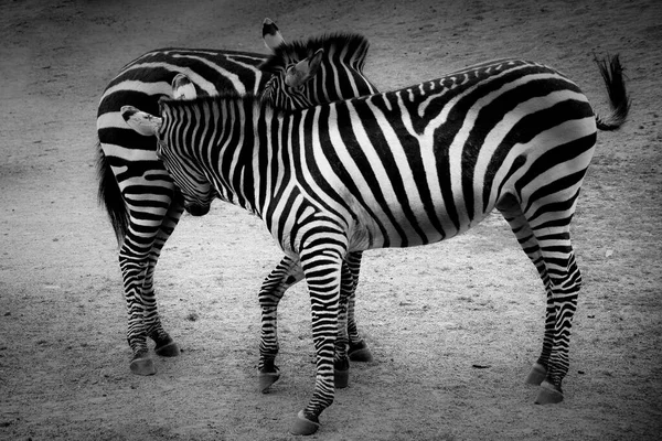 stock image Two zebras playing in black and white