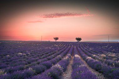 Valensole Platosu 'nda lavanta tarlası gün batımı