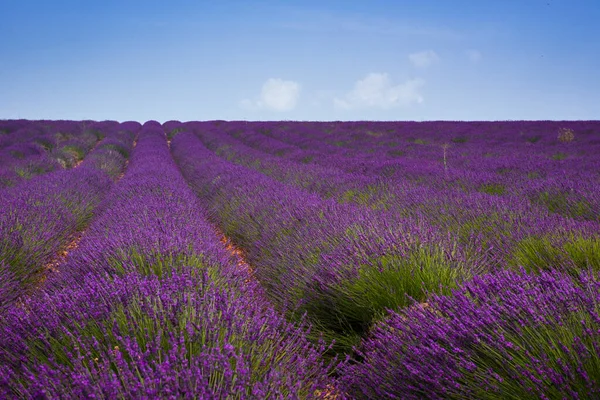 Lavender Bushes Bloom Provence — Stock Photo, Image