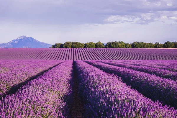 Field Shape Wave Lavender — Stock Photo, Image