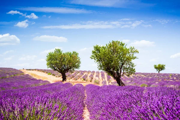 Trees Middle Lavender Field Provence — Stock Photo, Image