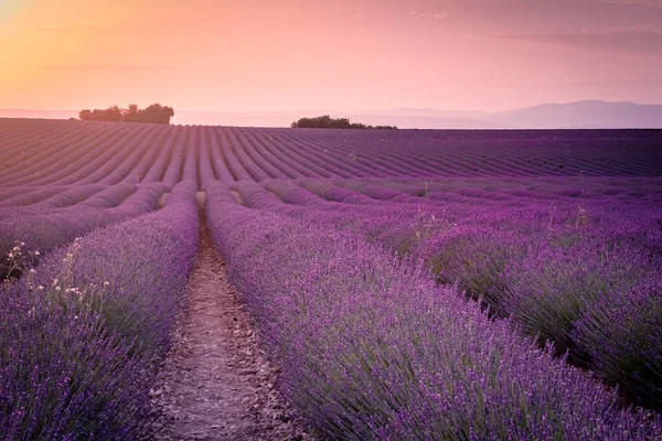 Wave Terrain Lavender Fields — Stock Photo, Image