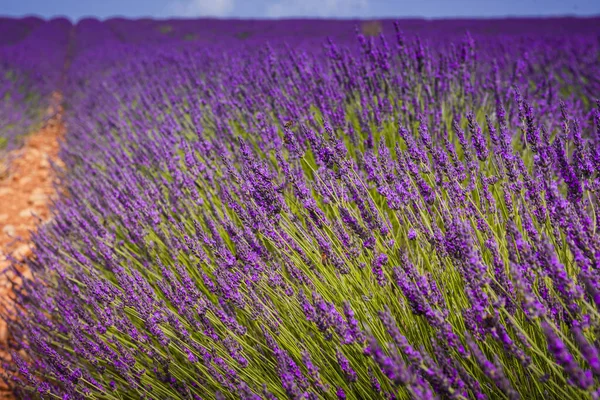 Close Lavender Stems Purple Flowers — Stock Photo, Image