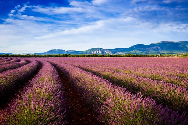 Curved Rows Lavender Front Verdon Mountains — Stock Photo, Image