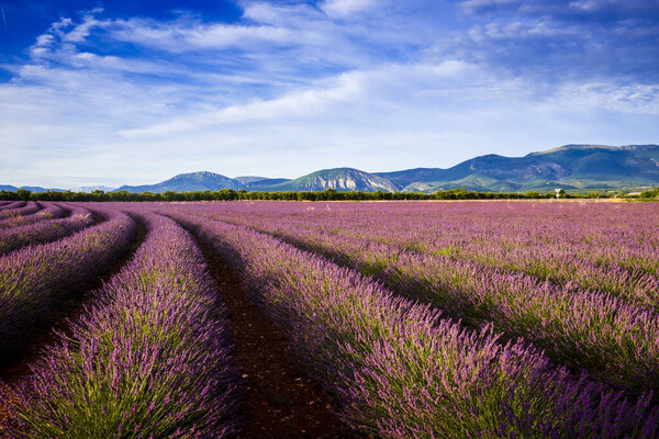 Curved rows of lavender in front of Verdon mountains