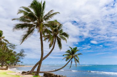 Hawaii sahilinde üç palmiye ağacı