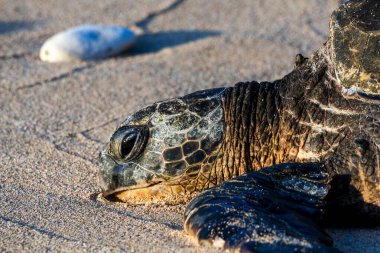 Yeşil bir deniz kaplumbağasının kafasının yakın görüntüsü