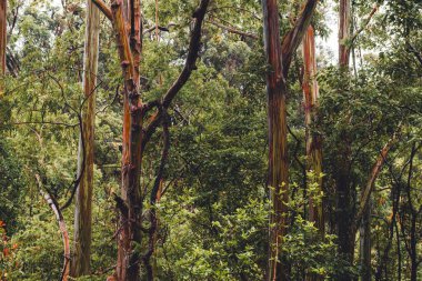 Hana yolu boyunca yağmur ormanı okaliptüs ağacı.