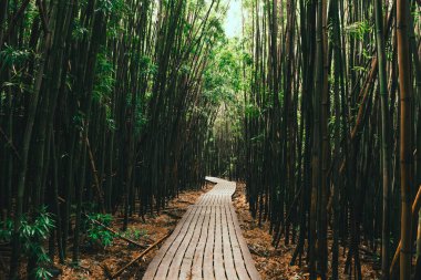 Pipiwai patikasındaki bambu ormanının altındaki patika.