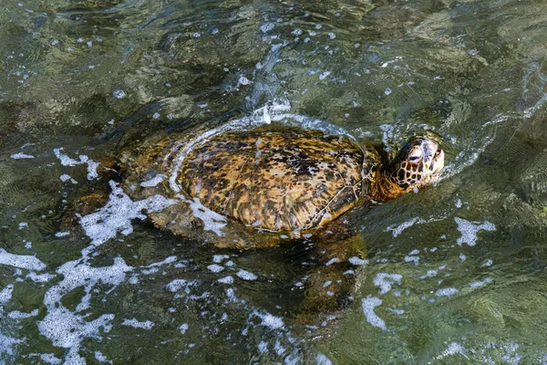 Groene Zeeschildpad Die Uit Het Water Ademt — Stockfoto