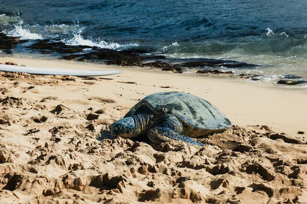 Tartaruga Marinha Verde Que Põe Uma Praia Havaiana — Fotografia de Stock