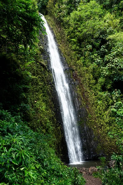 stock image Sacred Manoa falls in hawaiian jungle