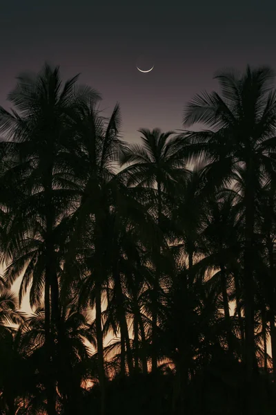 Black Palm Trees Moon Sunset — Stock Photo, Image