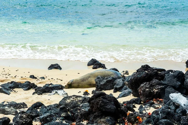 夏威夷僧海豹躺在海滩上 — 图库照片