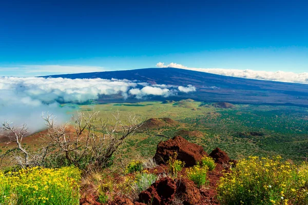 Cônes Végétation Cendres Autour Volcan Mauna Loa — Photo