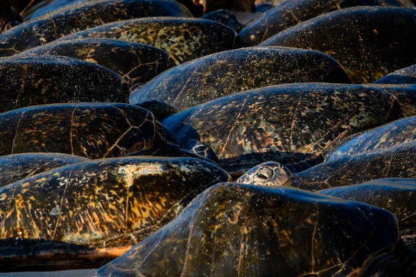 Conchas Tartarugas Marinhas Verdes Embaladas Uma Praia — Fotografia de Stock