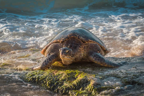 밖으로 바다거북 — 스톡 사진