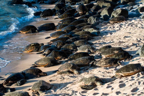Zielona Kolonia Żółwi Morskich Plaży Okipa — Zdjęcie stockowe