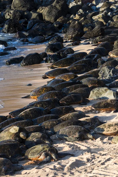 Πράσινες Θαλάσσιες Χελώνες Συσκευασμένες Μια Παραλία Okapi Στο Νησί Maui — Φωτογραφία Αρχείου
