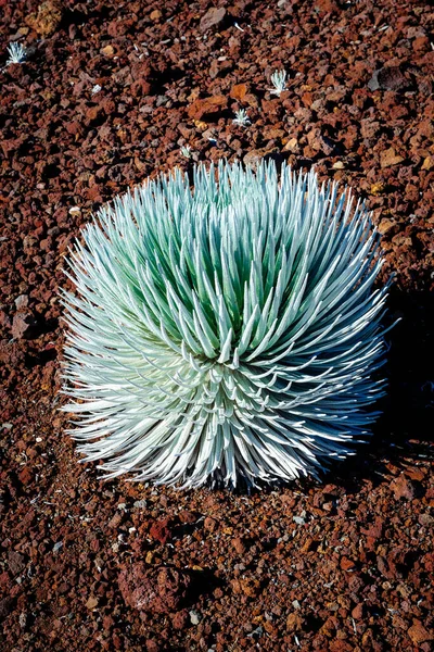 Silversword Растение Является Охраняемым Видом Найденным Горах Гавайи — стоковое фото