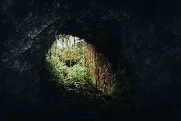 Raíces Vegetación Entrada Cueva Kaumana Imágenes de stock libres de derechos